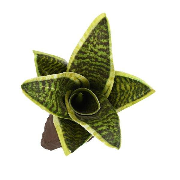 Preview: Sansevieria