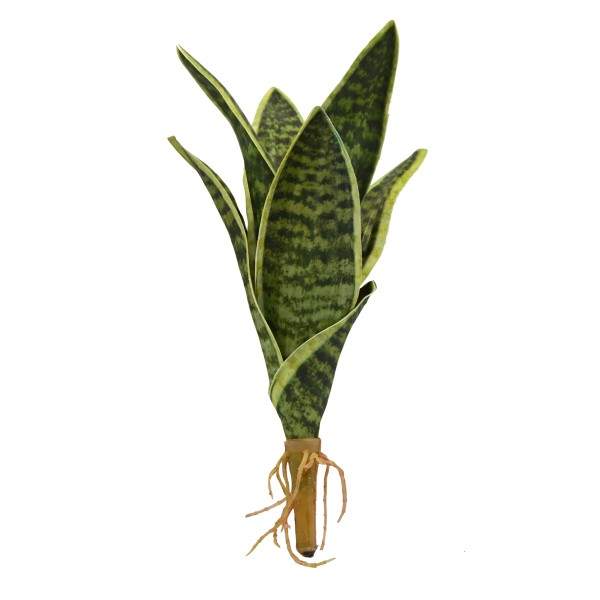 Preview: Sansevieria