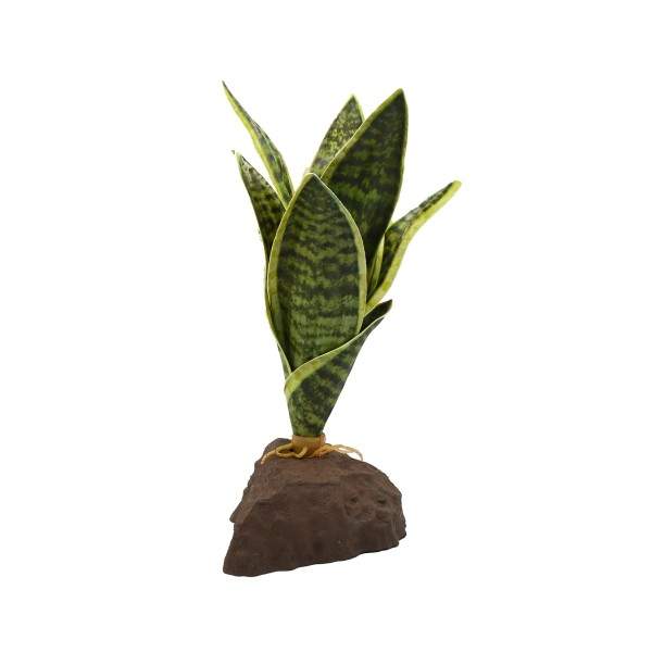 Sansevieria
