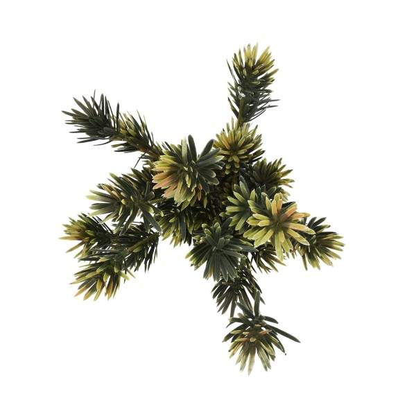Preview: Podocarpus