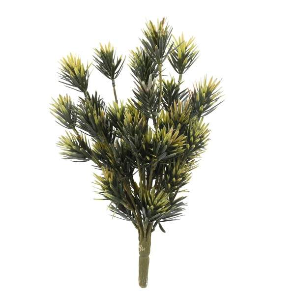 Preview: Podocarpus