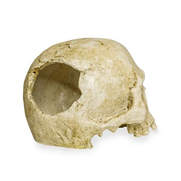 Preview: Lucky Reptile Deco Skull Monkey (Affenschädel)