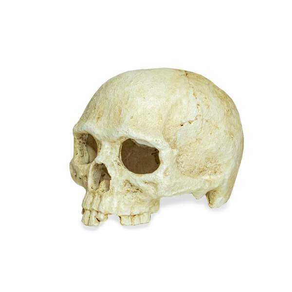 Preview: Lucky Reptile Deco Skull Monkey (Affenschädel)