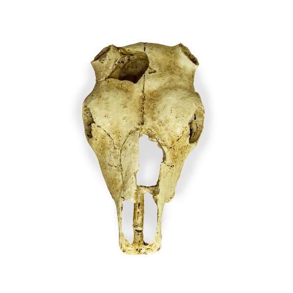 Preview: Lucky Reptile Deco Skull Cow (Kuhschädel)
