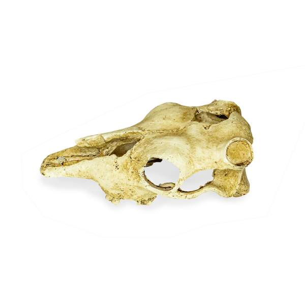 Preview: Lucky Reptile Deco Skull Cow (Kuhschädel)