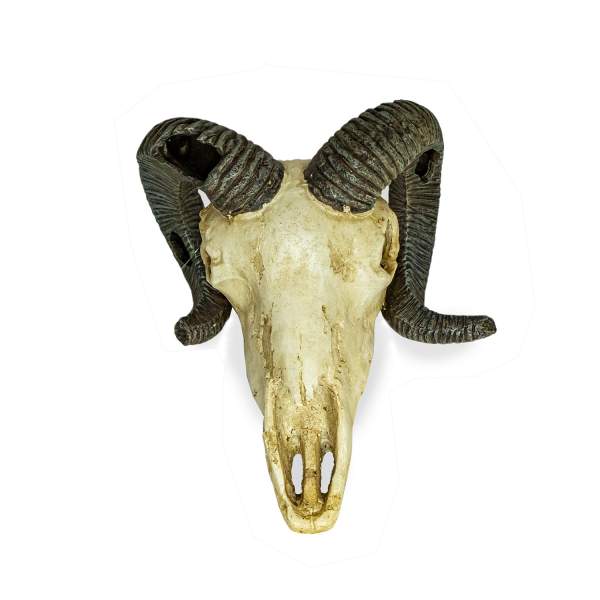 Preview: Lucky Reptile Deco Skull Ram (Widderschädel)