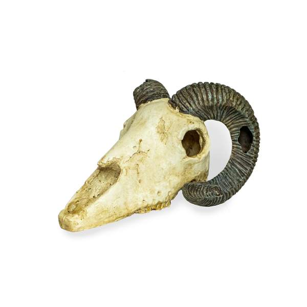 Preview: Lucky Reptile Deco Skull Ram (Widderschädel)