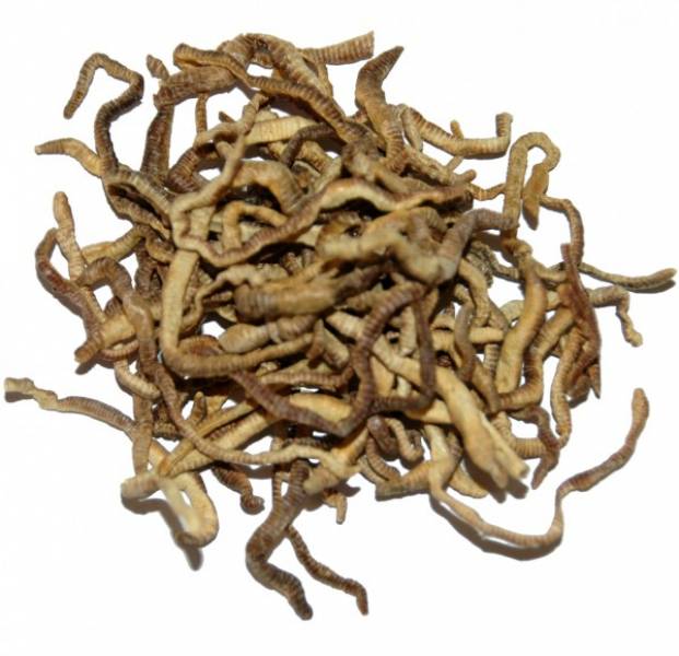 Preview: Lucky Reptile Earthworms