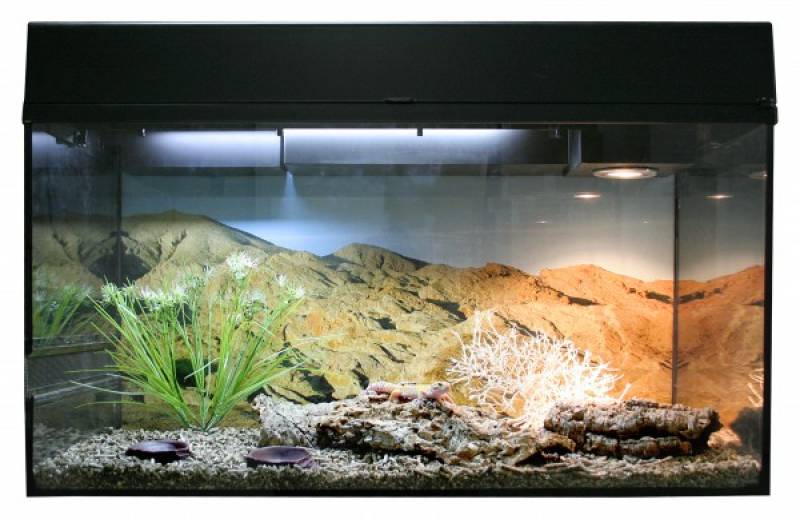 Preview: Lucky Reptile Starter Kit "Leopardgecko"