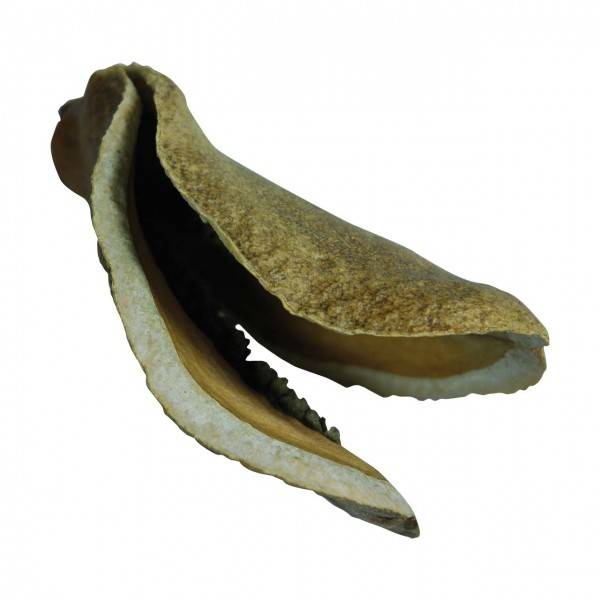 Lucky Reptile Nature`s Treasure