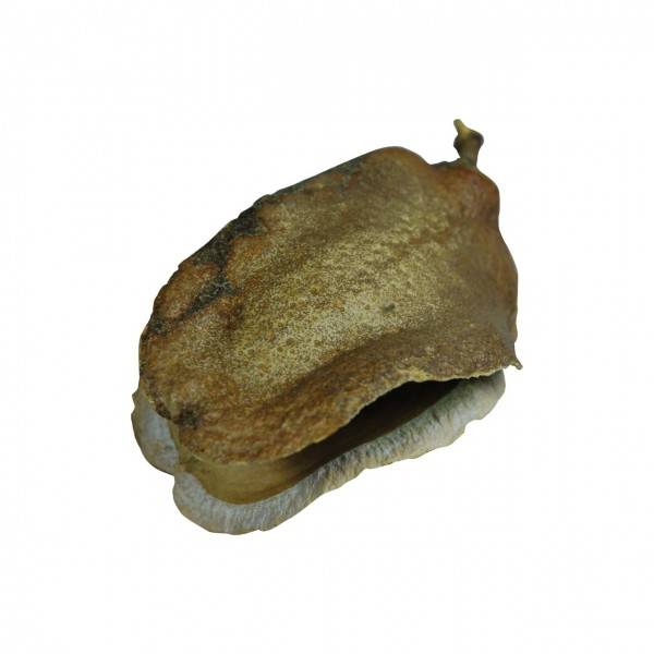 Lucky Reptile Nature`s Treasure