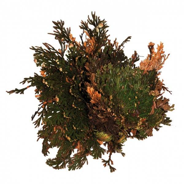 Lucky Reptile "Rose von Jericho"
