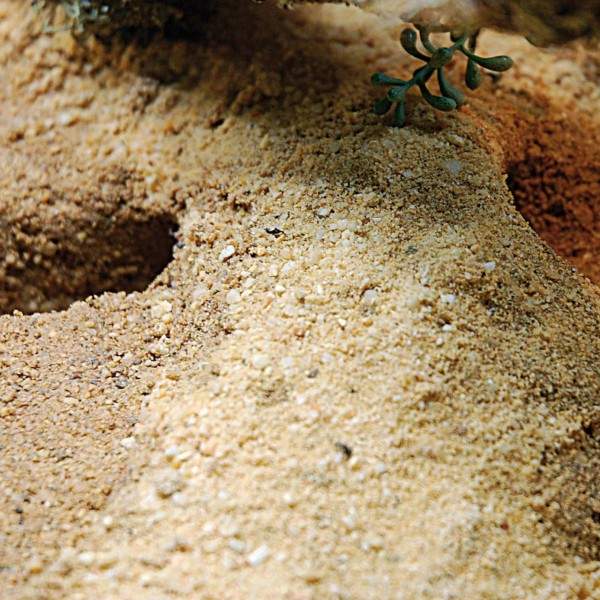 Preview: Lucky Reptile Herp Pottery 2,5 kg  Tongranulat