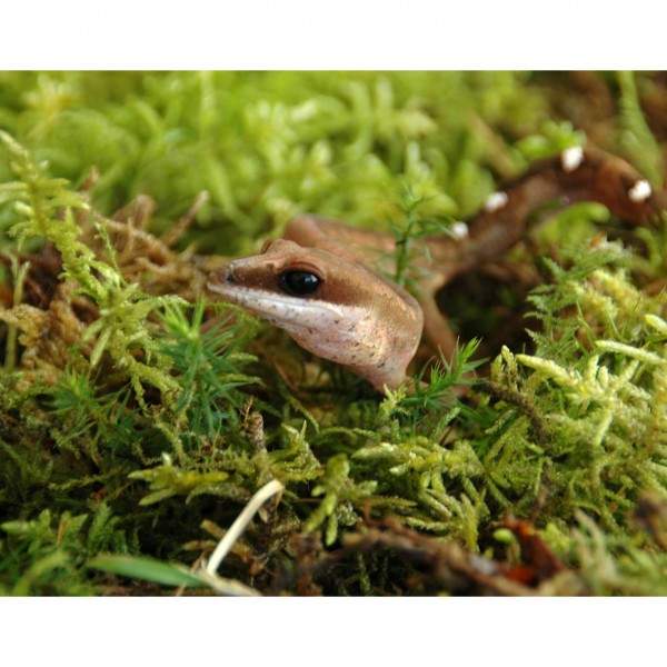Preview: Lucky Reptile Vivarium Moss
