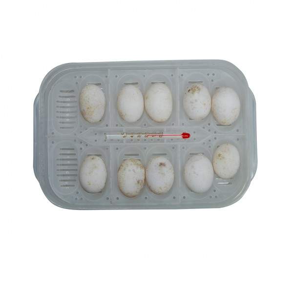 Preview: Lucky Reptile HatchBox