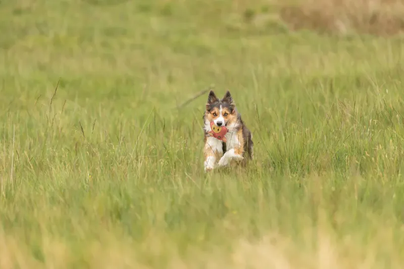 Preview: Hundespielzeug Schwein, Leder