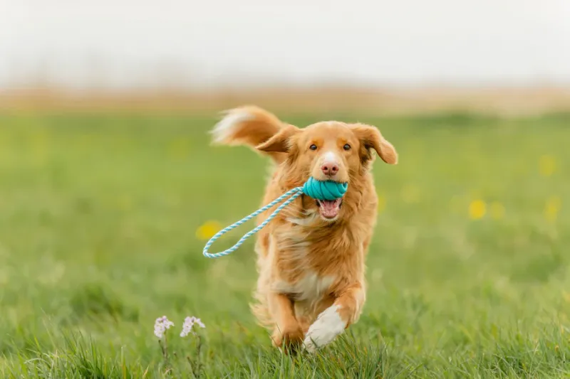 Preview: Hundespielzeug Super Strong Jumper mit Seil aus TPR