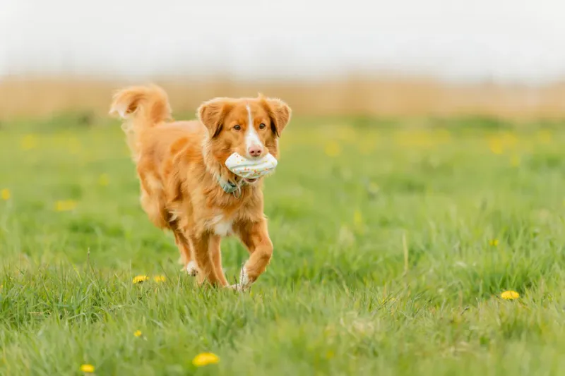 Preview: Hundespielzeug Light & Strong Rugby aus EPS