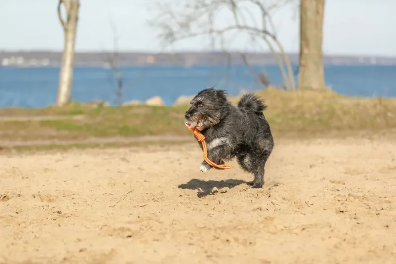Preview: Hundespielzeug Light & Strong Ball aus EPS mit Tau