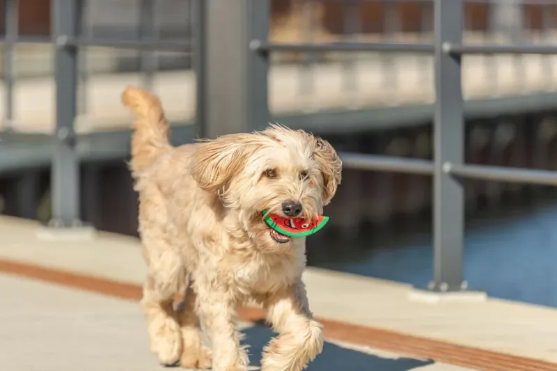 Preview: Hundespielzeug Wassermelone aus Latex mit Quietscher