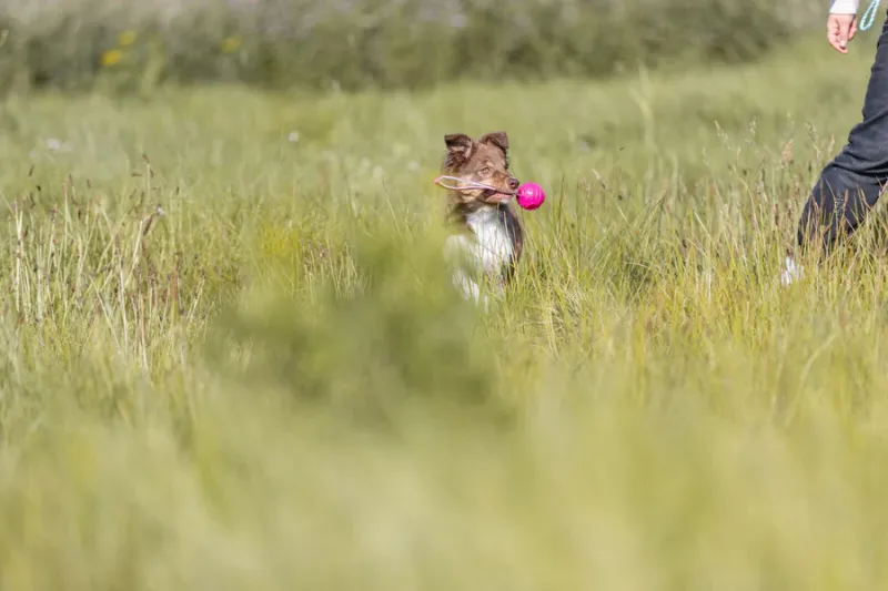 Preview: Hundespielzeug Soft & Strong TPR Ball am Gurt