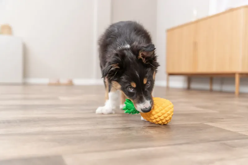 Preview: Hundespielzeug Ananas aus Latex mit Quietscher