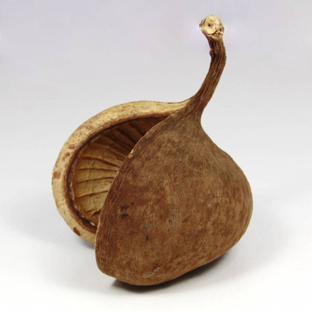 Buddanut - natur