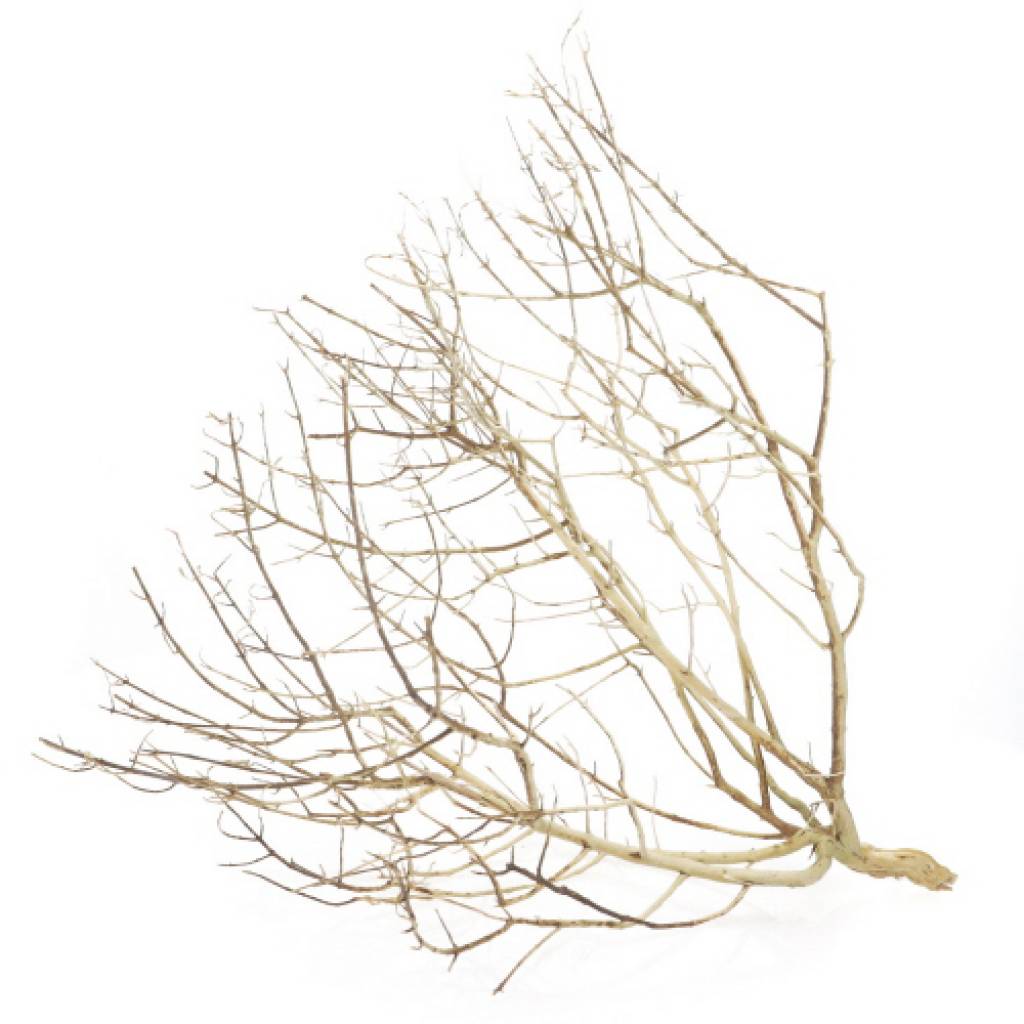 Desert Bush