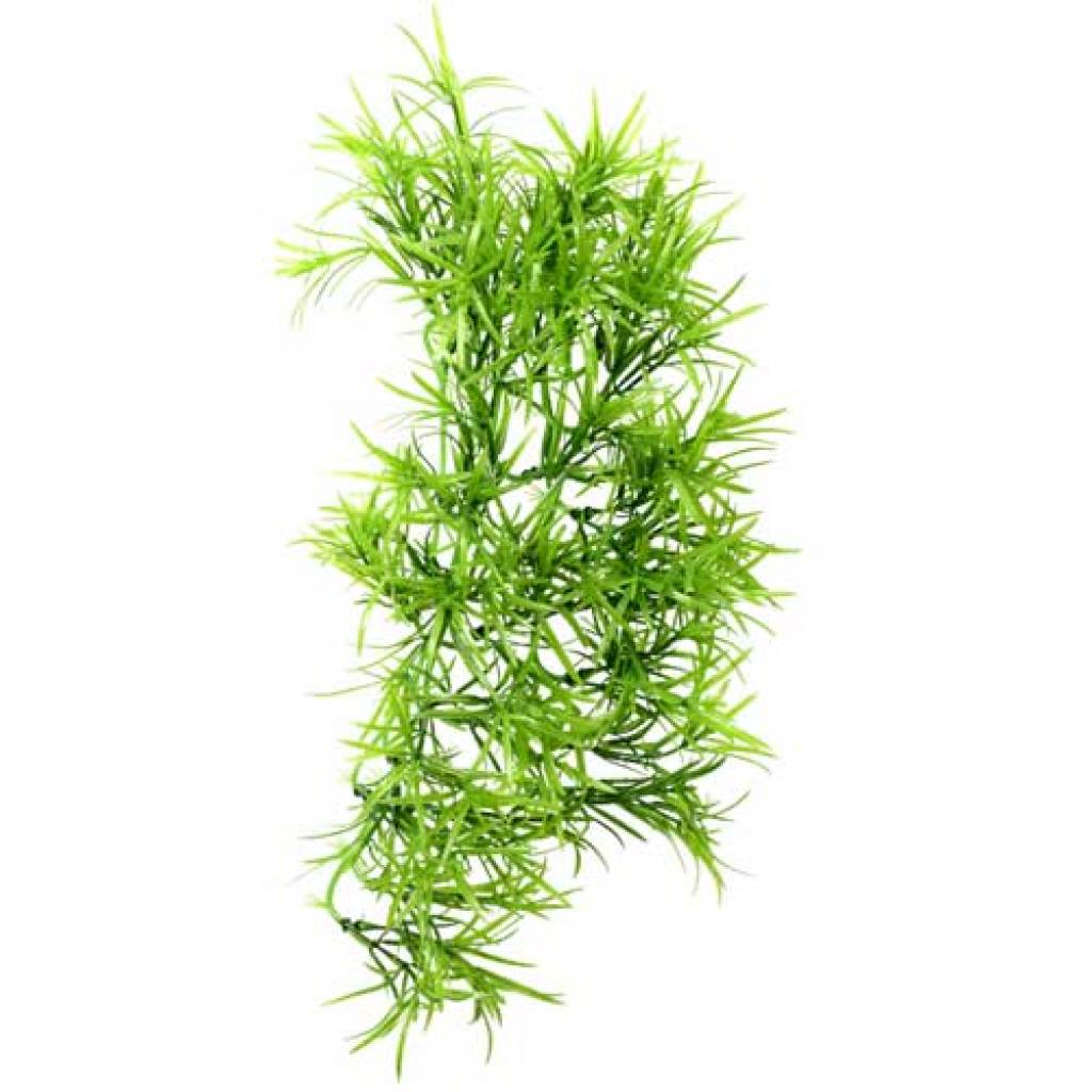 Climber Tropica