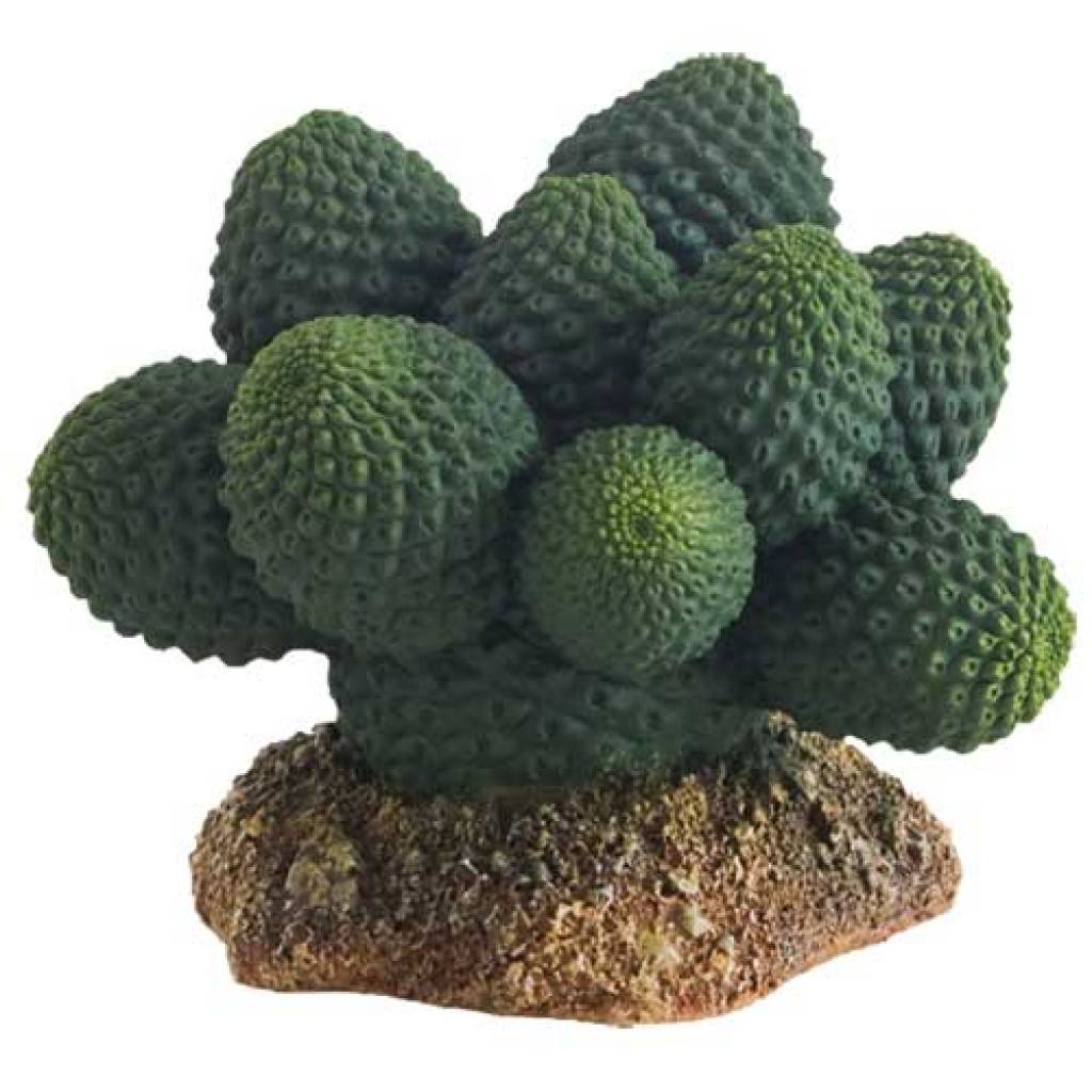 Kaktus Atacama
