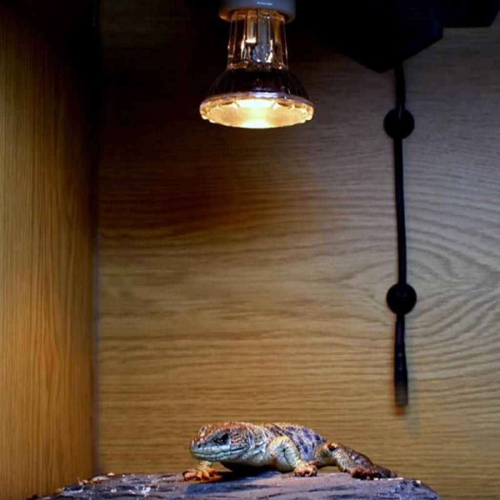 Halogen Heat Lamp 35 Watt