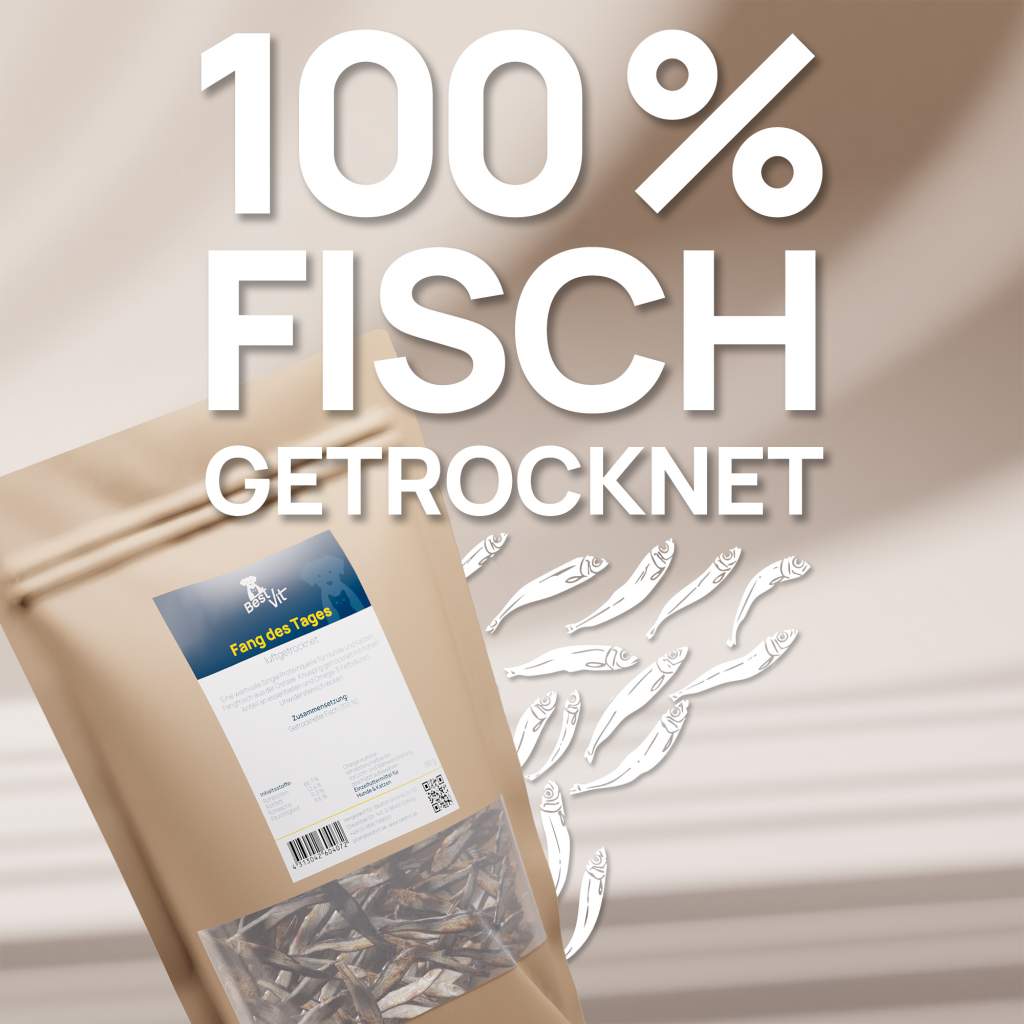 Fang des Tages