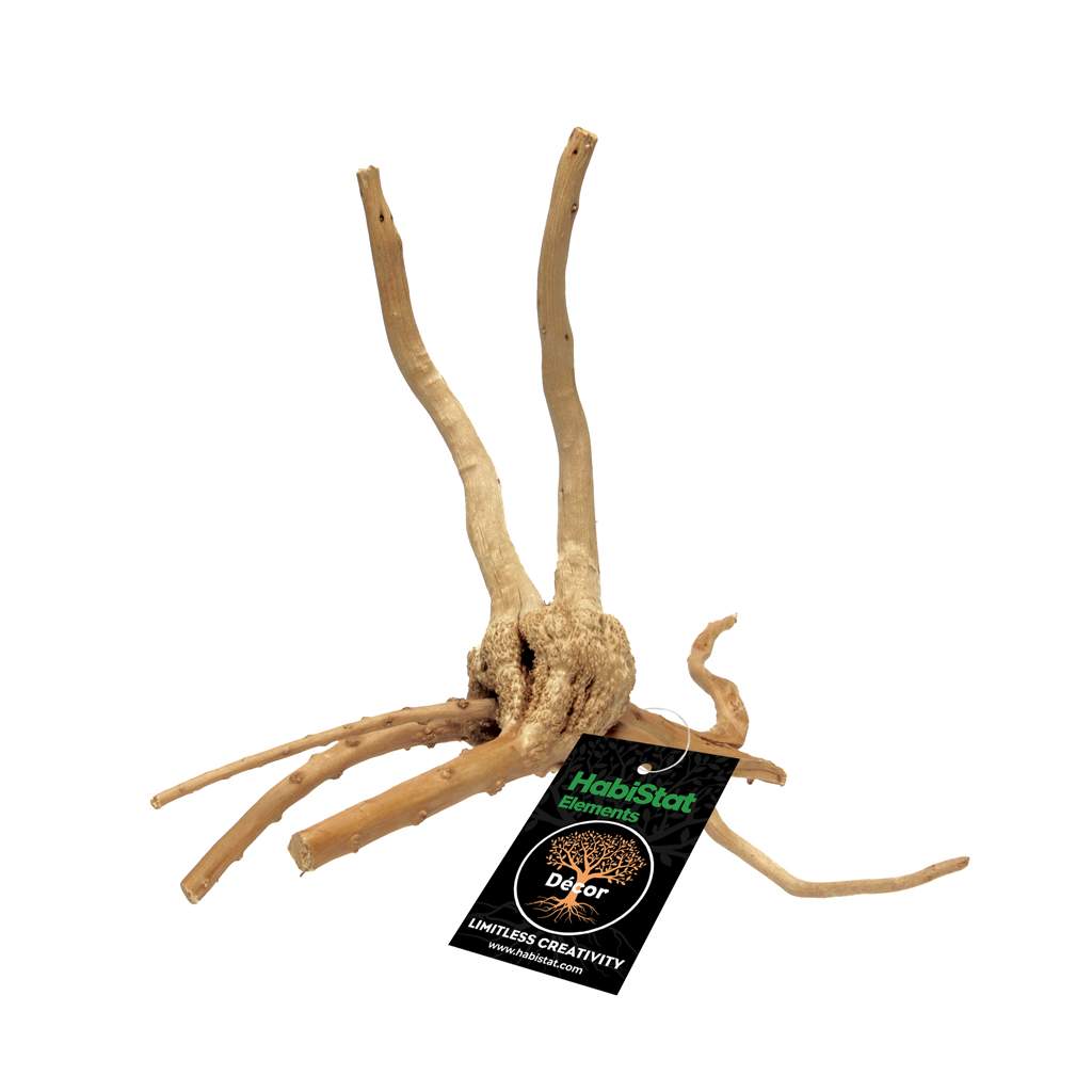 Habistat Spinnenwurzel