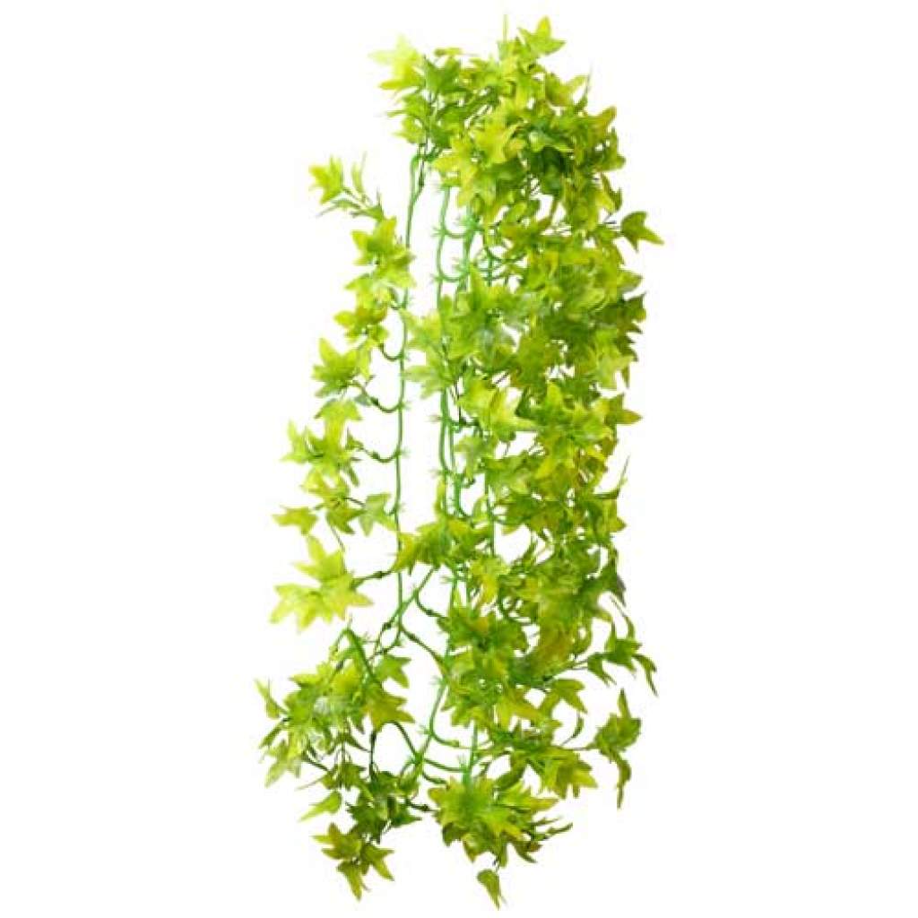 Climber Ivy