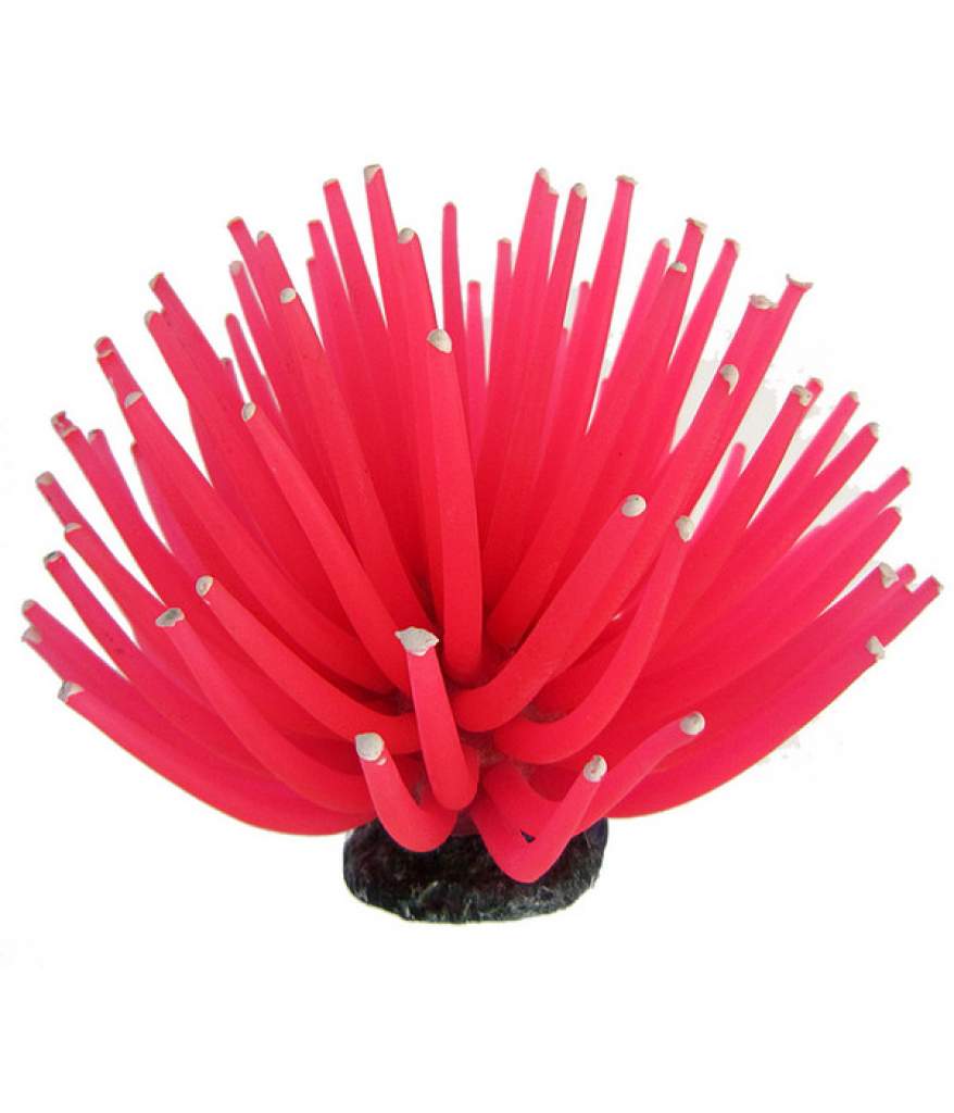 Smiling Coral