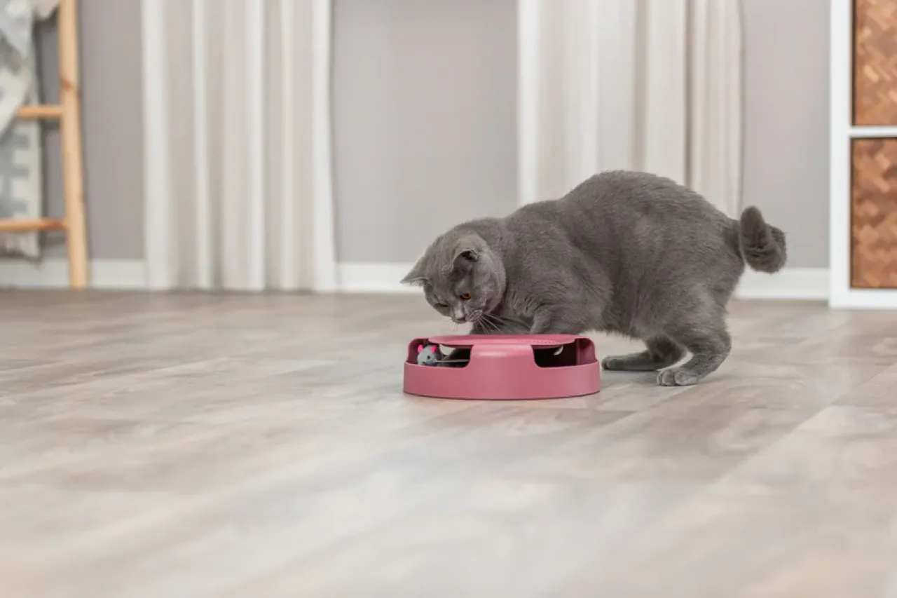 Catch the Mouse