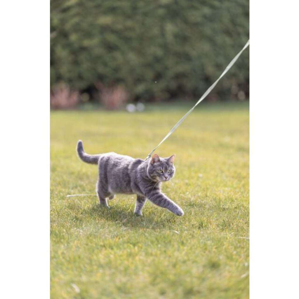 Katzengeschirr mit Leine