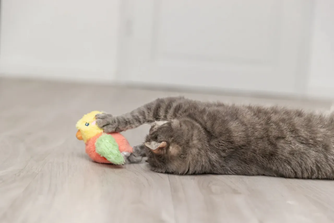Zappelvogel