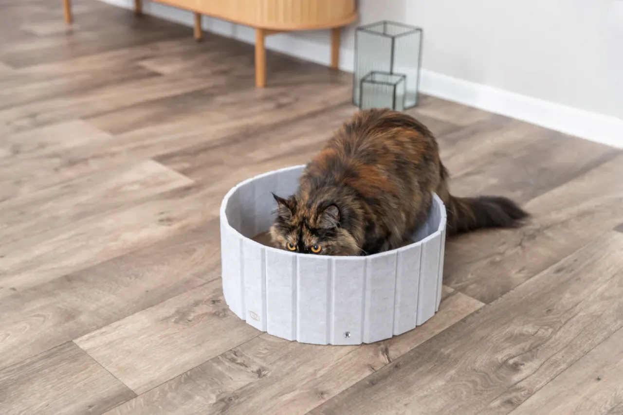 Kratzpappe für Katzen mit Filzrand