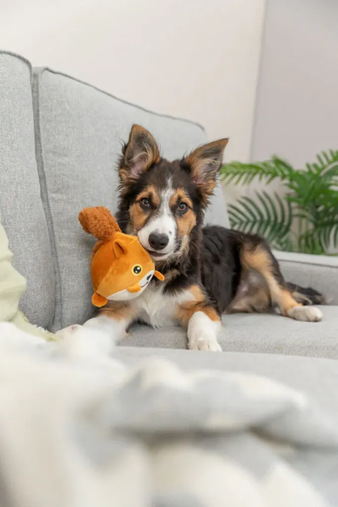 Eichhörnchen