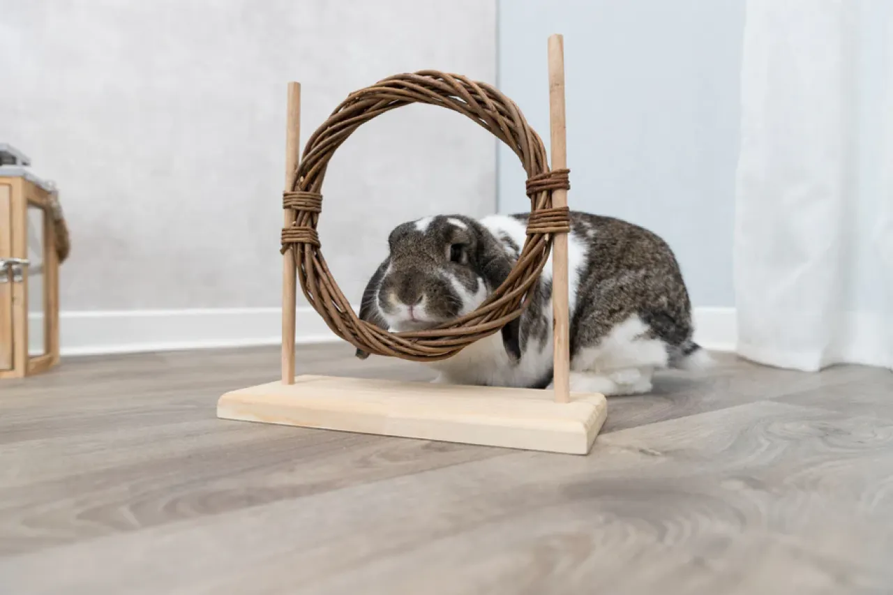 Agility Set
