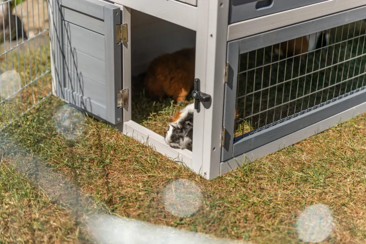 Kleintierstall mit Freilaufgehege