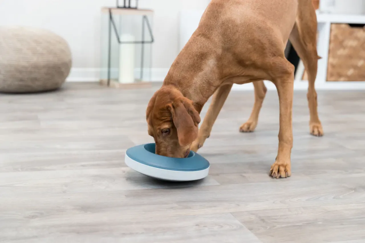 Slow Feeding Napf Rocking Bowl