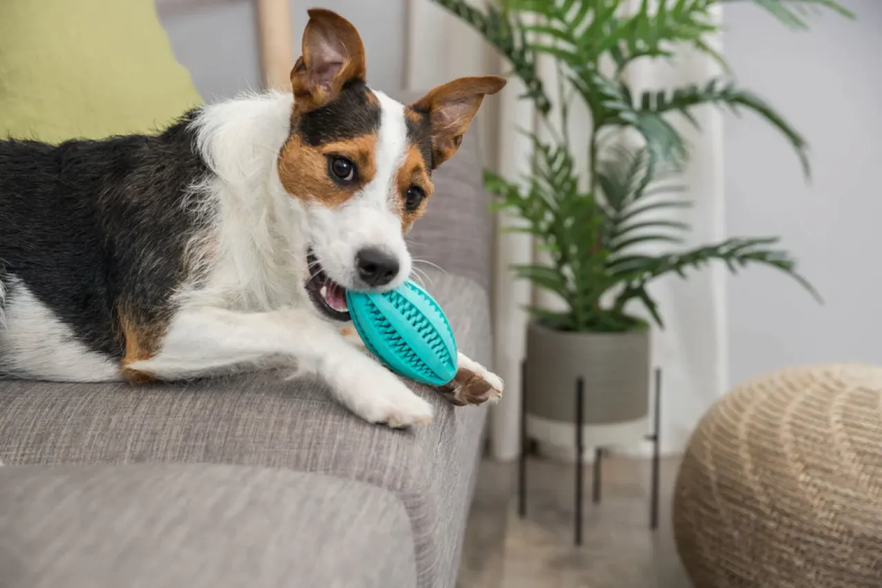 Denta Fun Rugbyball