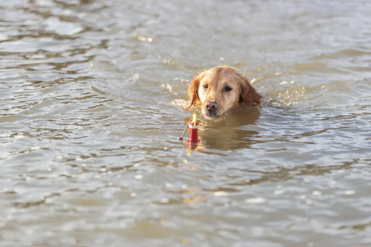 Aqua Toy Snack-Boje am Seil