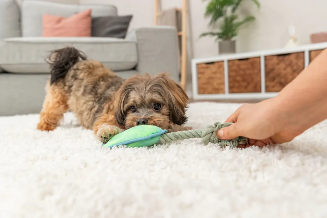 Hundeplüschtier Tatze am Tau
