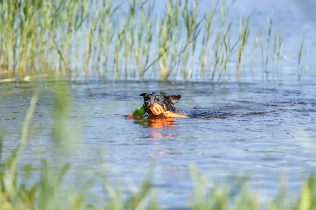 Ente Hundespielzeug