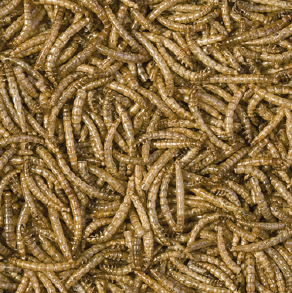 Mealworms (Mehlwürmer)