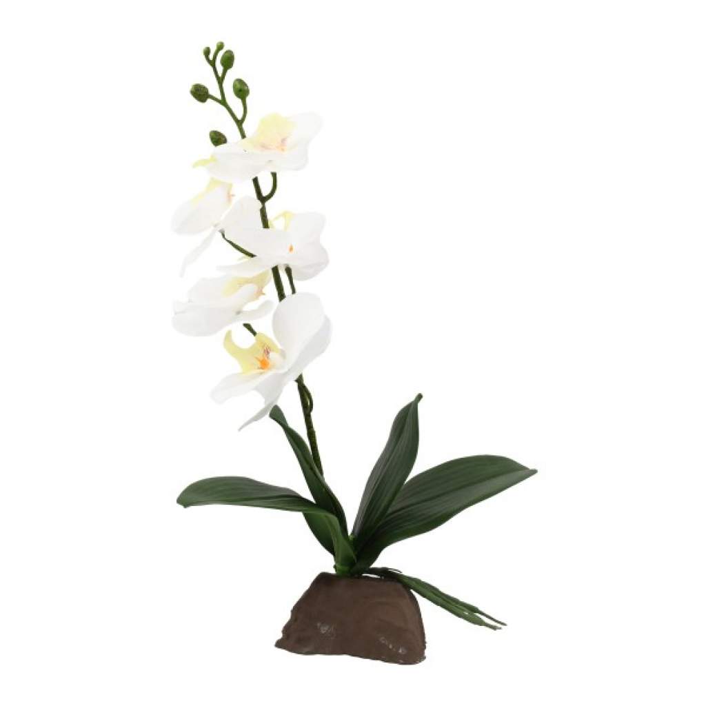 Orchidee