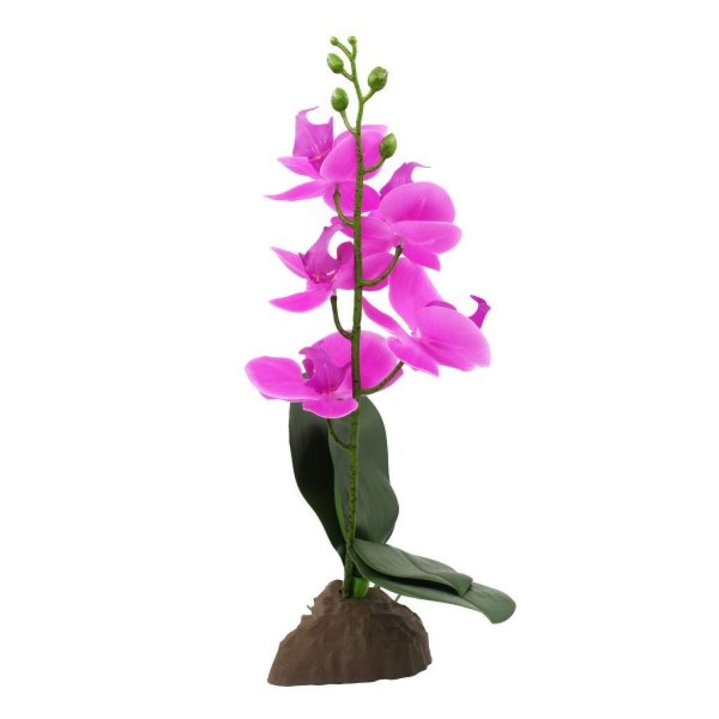 Orchidee